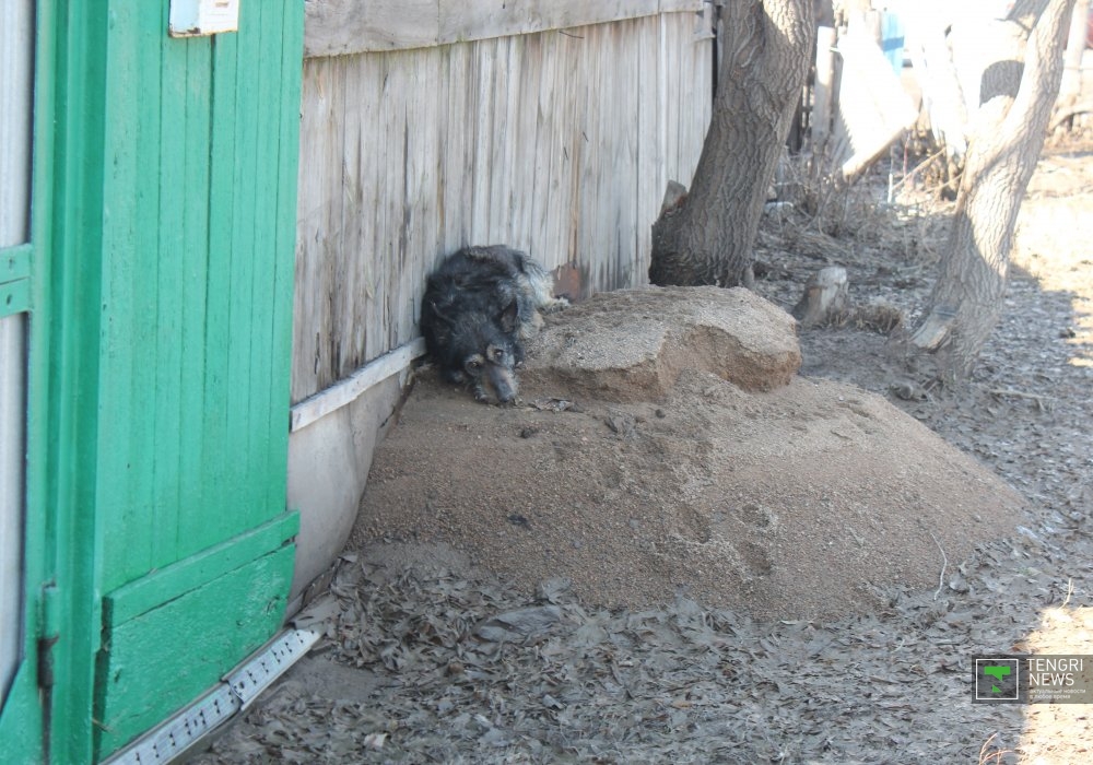 На улицах Атбасара много добродушных и мокрых собак. Их со дворов тоже выгнала вода.