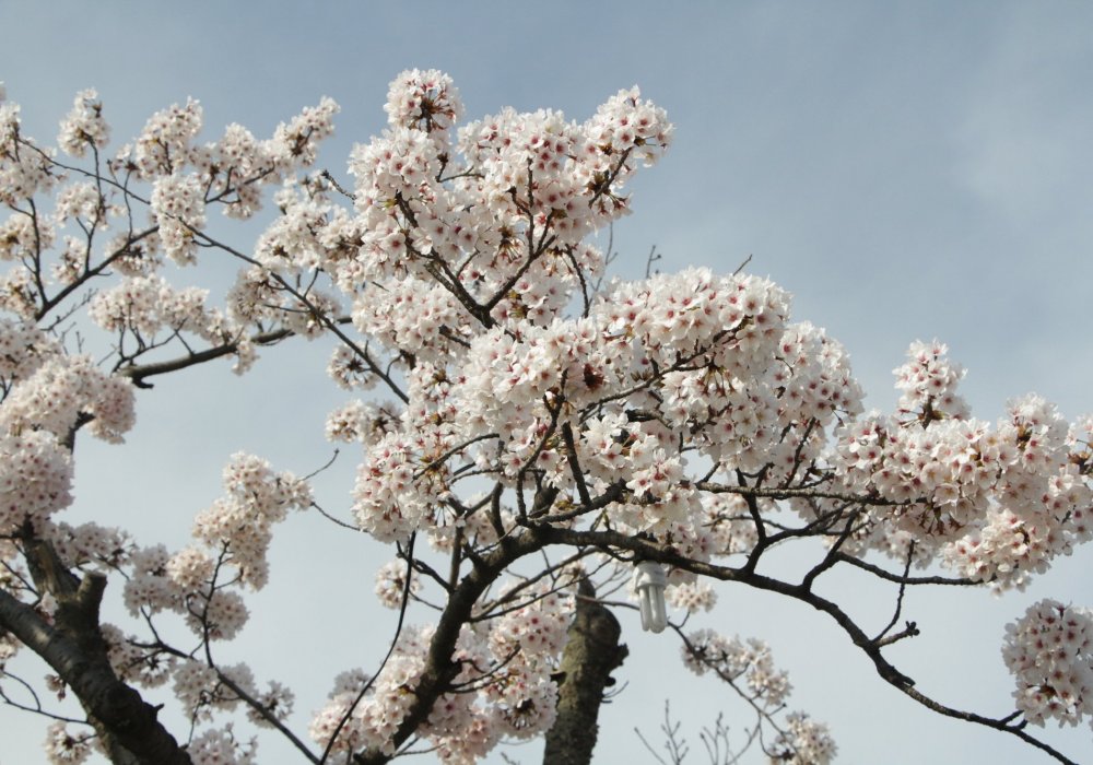 <p>Понаблюдать за цветением сакуры. Период цветения выпадает на конец марта и начало апреля.</p>