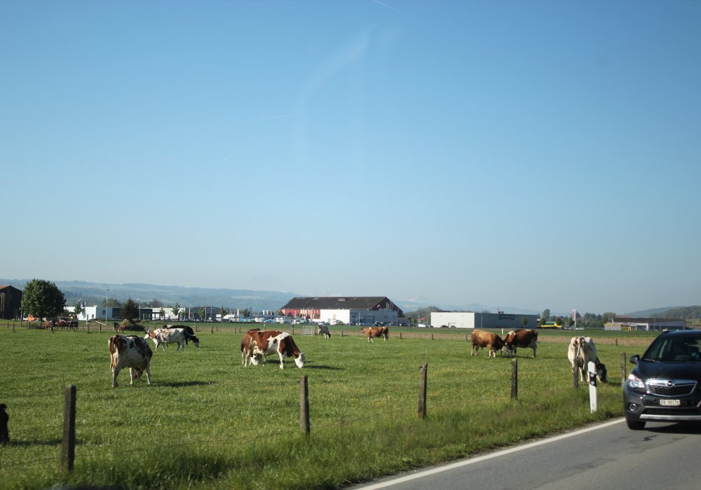 К примеру, в пяти минутах езды от города можно увидеть коров.