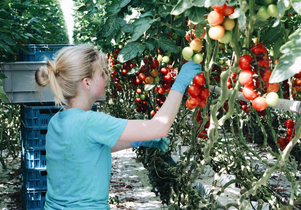 <p>Всего в этой теплице собирают около 60-70 килограмм томатов с одного квадратного метра.</p>