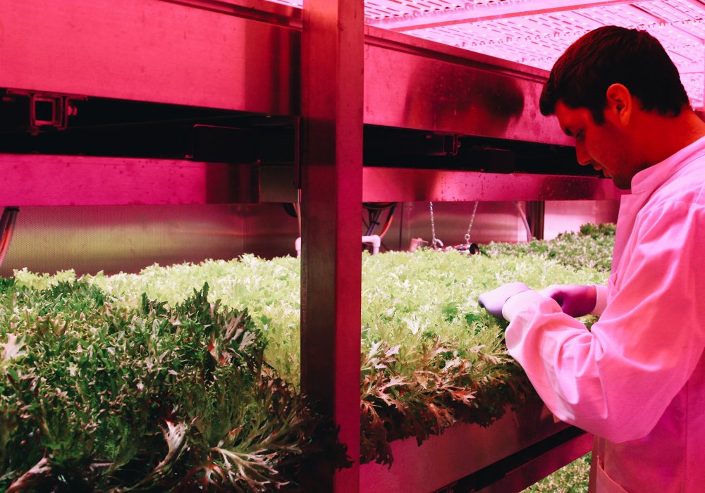 <p>Помимо традиционных теплиц, сейчас Нидерланды уделяют большое внимание развитию так называемых "вертикальных ферм", где применяются передовые технологии искусственного освещения, что позволяет выращивать различные культуры растений круглый год.</p>