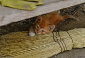 "У нас элитный район". О чем говорят "дачники" Астаны