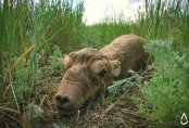 Сайгаки 2.0: что происходит с ними сегодня в степи