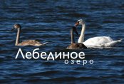 Оазис в Астане: столичный Талдыколь превратился в лебединое озеро