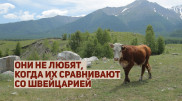 "Пандемия не беда". Как провести отпуск на Алтае