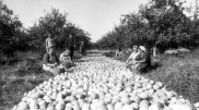 Король әулетін тамсандырған аңыз алма. Архив суреттері