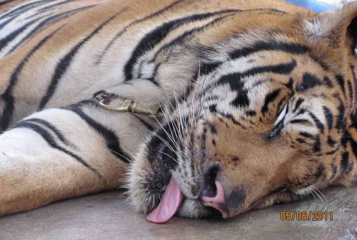 В саду Нонг Нуч за 50 бат можно обняться со спящим тигром.©Динара Муратова