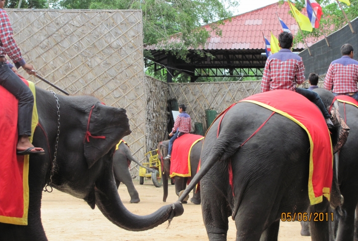 Слоновье шоу в Паттайе. ©Динара Муратова