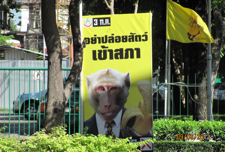 Тайцам советуют не выбирать в парламент приматов.©Динара Муратова