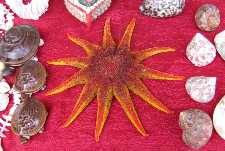 Морской звезды в водах Иссык-Куля нет. Ее привозят из Китая. ©Роза Есенкулова 