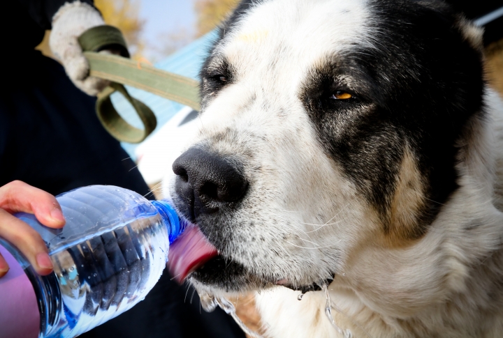 Перед боем собаке можно немного попить воды