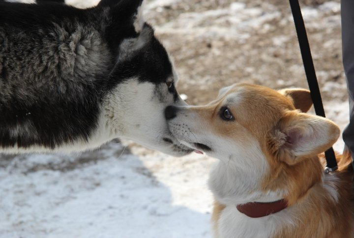 На гонках у собак была возможность познакомиться друг с другом. Фото Дмитрий Хегай©