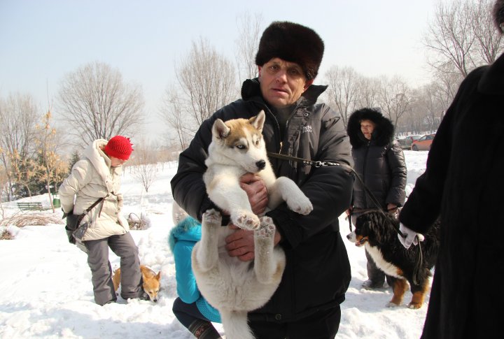 Двухмесячный щенок хаски пришел поболеть за родителей. Фото Дмитрий Хегай©