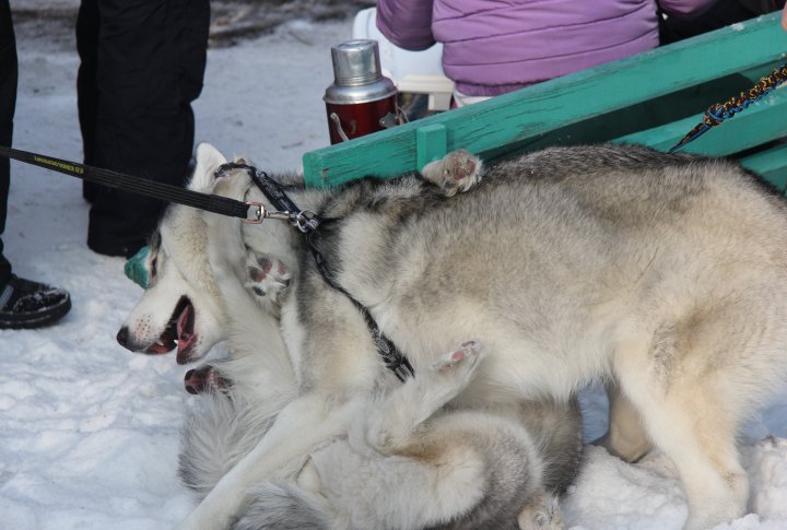 Ездовые собаки не прочь поиграть друг с другом. Фото Дмитрий Хегай©