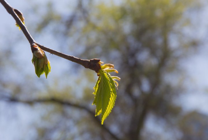 Молодая листва каштана. Фото ©Ярослав Радловский