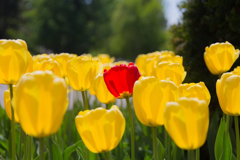 Свой среди чужих, чужой среди своих - цветут тюльпаны. Фото ©Ярослав Радловский
