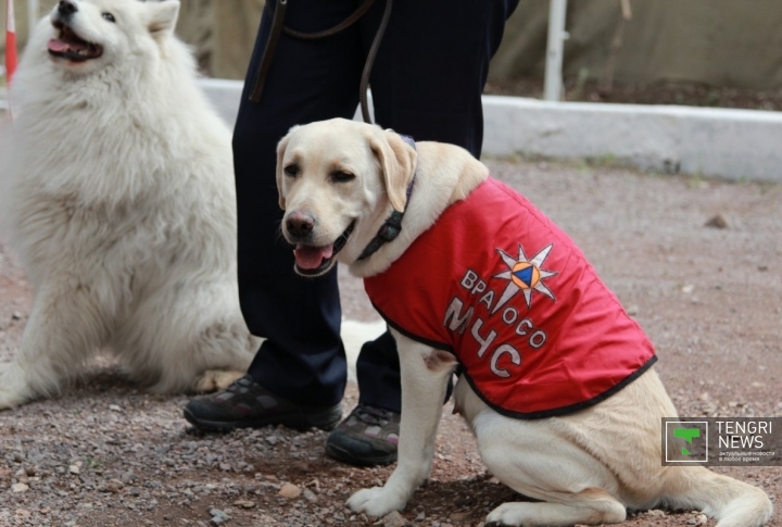 Собака-спасатель МЧС Казахстана Фото ©Владимир Прокопенко