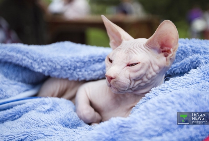 Кот породы сфинкс. Фото Tengrinews©