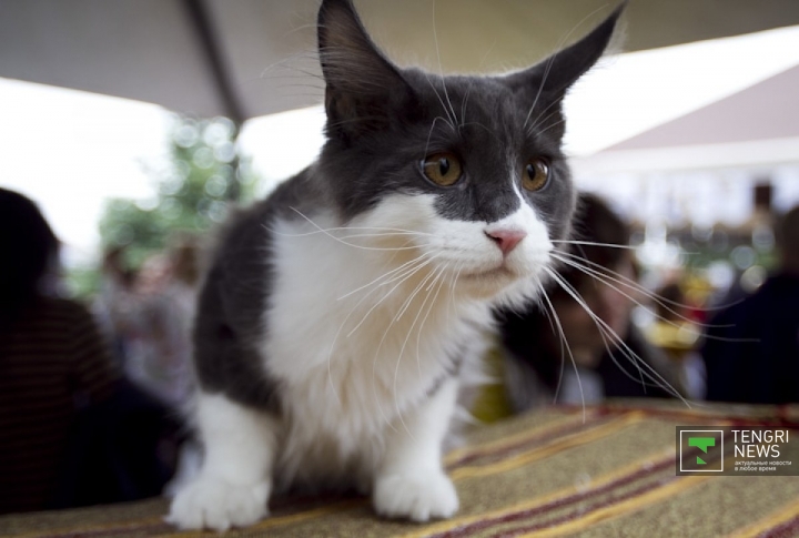 Четырехмесячный кот Дэмис породы Мейн-кун. Фото Tengrinews©