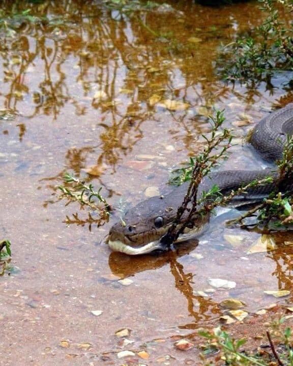 В Австралии засняли питона, который целиком съедает крокодила