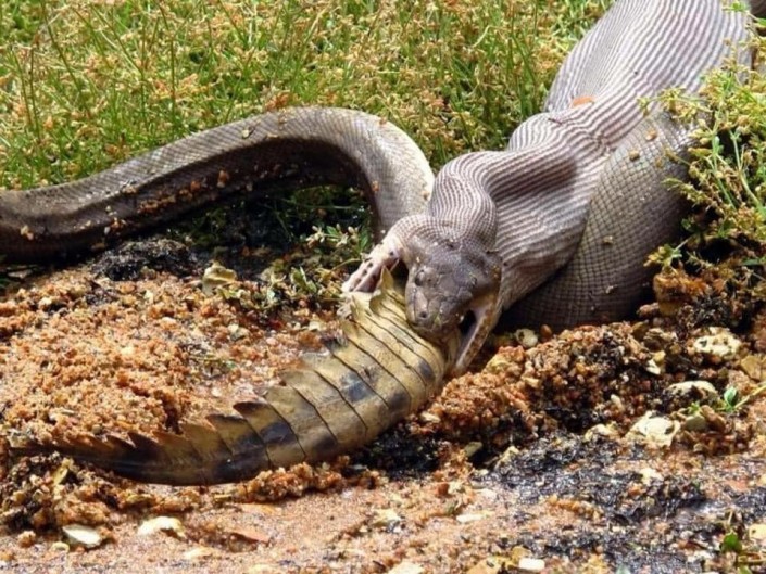 В Австралии засняли питона, который целиком съедает крокодила