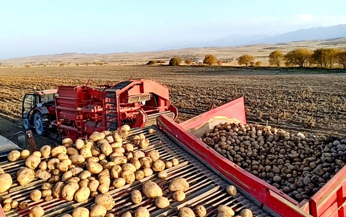 Рекордный урожай картофеля собрали в одном из районов Алматинской области:12 октября 2018, 13:42 - новости на Tengrinews.kz
