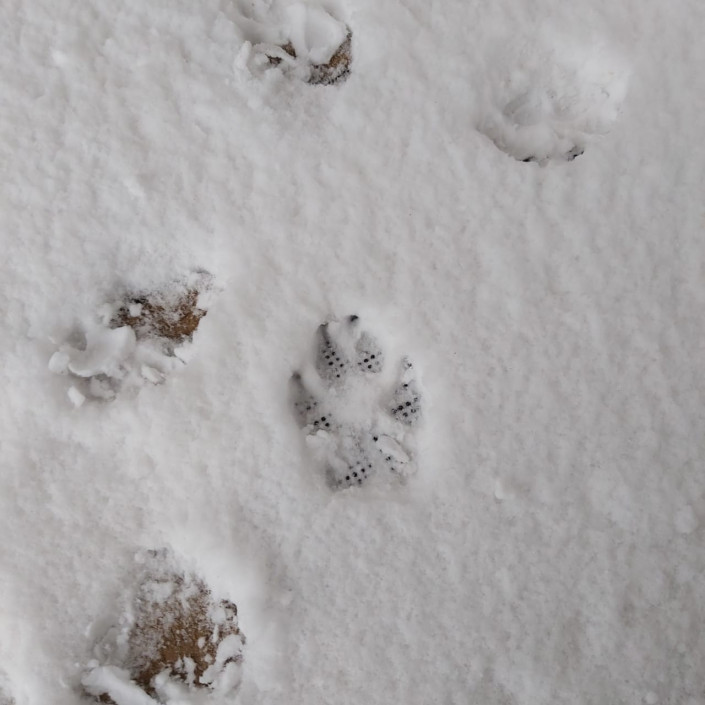Волчьи следы фото. След волка фото. Волчьи следы на снегу фото. Следы волка картинки. След волка на снегу отличие от собаки фото.