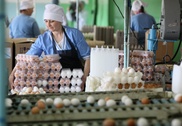 В Казахстане подорожали куриные яйца 