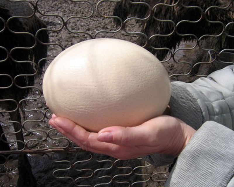 Страусиное яйцо. Фото с сайта ami-tass.ru