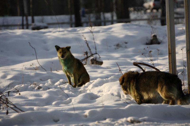 Бродячие собаки. ©РИА Новости