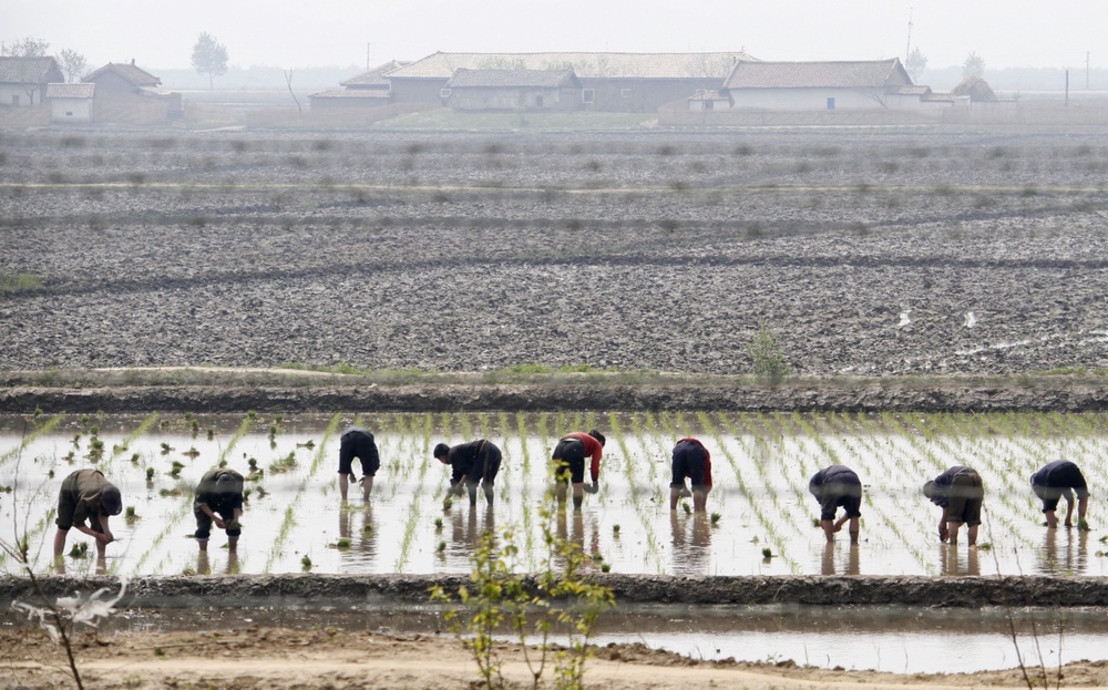 Сельскохозяйственные работы в Северной Корее. © 
REUTERS/Jacky Chen