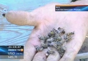 Массовая гибель пчел наблюдается в Восточном Казахстане