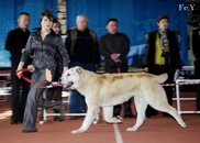 Алабай из Караганды завоевал звание юного чемпиона мира в Париже