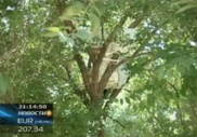 В Таразе двое подростков жили прямо на дереве