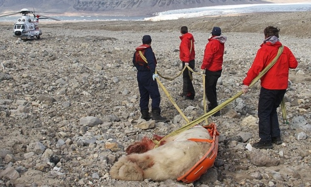 Сотрудники службы спасения транспортируют тело медведя, напавшего на туристов. Фото с сайта anorak.co.uk