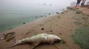 В нацпарке "Бурабай" погибла рыба породы сиговых