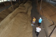 500 тысяч тонн зерна вывезут из северных областей Казахстана