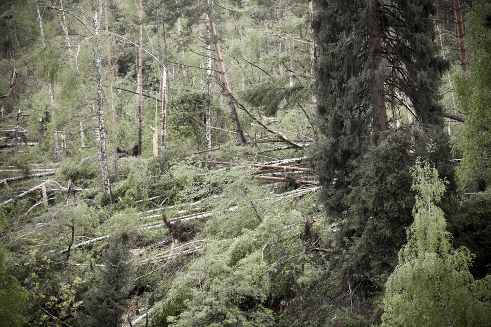 Поваленные деревья на склонах урочища Медеу. ©Владимир Дмитриев