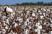 Школьников в ЮКО заставляли собирать хлопок