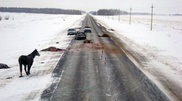 При столкновении авто с лошадью в Акмолинской области погиб человек