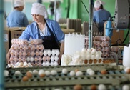 Россия и Беларусь продают Казахстану почти просроченные яйца и курятину