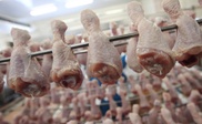 Пять тонн контрабандной курятины из Кыргызстана пытались ввезти в Казахстан
