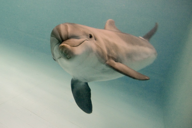 Дельфин-афалина. Фото ©РИА НОВОСТИ