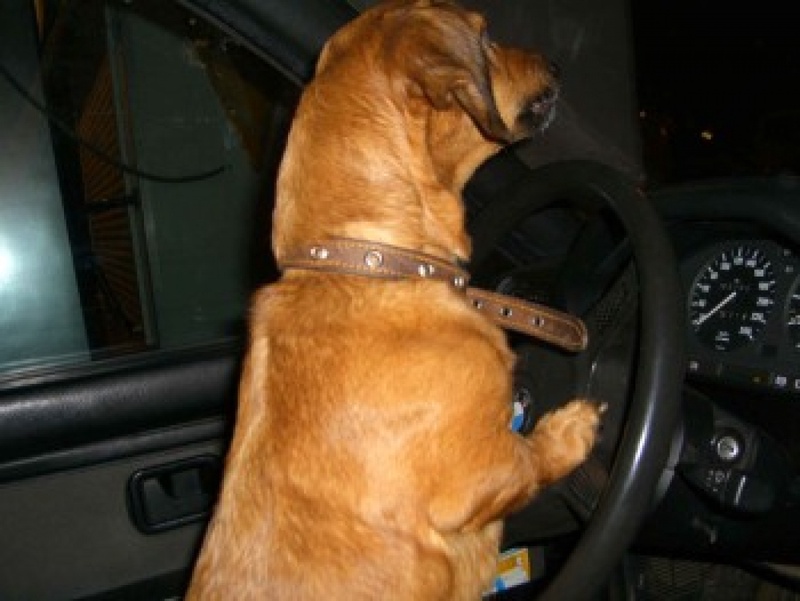 Собака за рулем автомобиля. Фото с сайта blog.i.ua