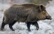 В Северном Казахстане задержали браконьеров