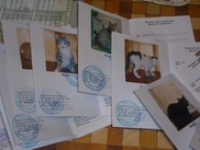 ФОТО: Жительница Павлодара "узаконила" более 20 кошек