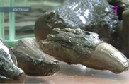 В Костанайской области найдено захоронение динозавров