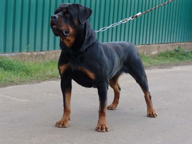 Собака породы ротвейлер. Фото с сайта dogice.ru