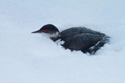 В американском штате Юта разбились тысячи птиц