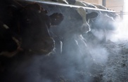 Вспышка ящура зарегистрирована в Восточном Казахстане 